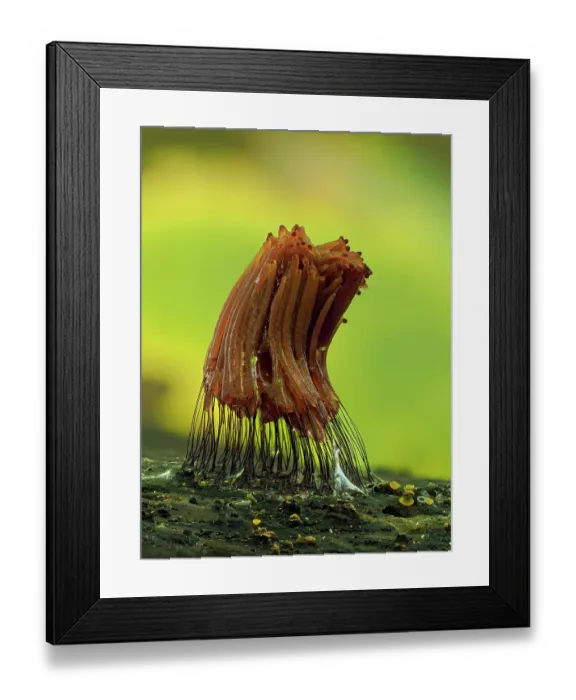 Framed Print : Slime mould (Stemonitis sp.) starting to get darker as it begins to mature, Buckinghamshire, England, UK. September. Focus stacked Framed Print : Slime mould (Stemonitis sp.) starting to get darker as it begins to mature, Buckinghamshire, England, UK. September. Focus stacked