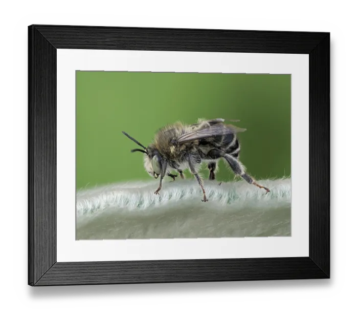 Framed Print : Four-banded flower bee (Anthophora quadrimaculata) male, resting on a leaf, London, England, UK. June. Focus stacked Framed Print : Four-banded flower bee (Anthophora quadrimaculata) male, resting on a leaf, London, England, UK. June. Focus stacked