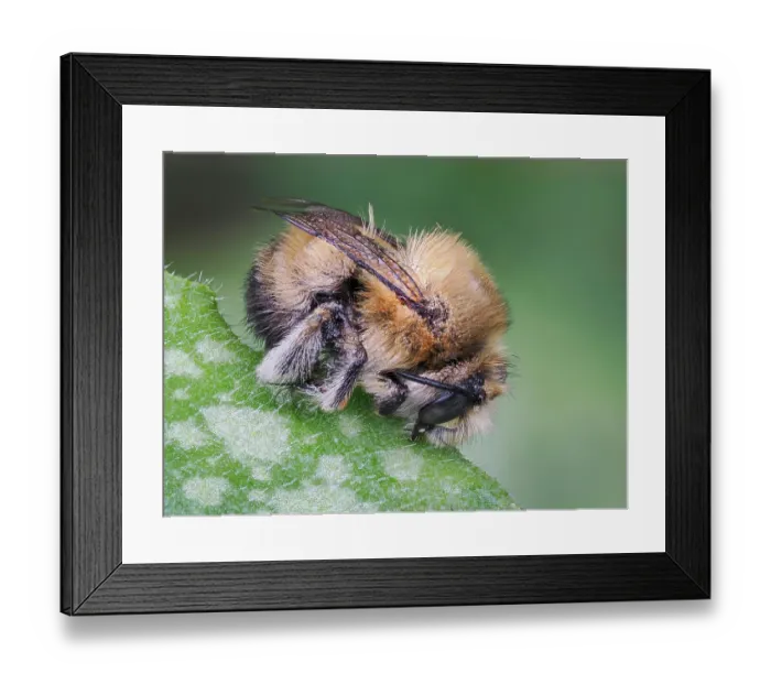 Framed Print : Hairy footed flower bee (Anthophora plumipes) male, sleeping clamped on to a leaf, Hertfordshire, England, UK. March. Focus stacked Framed Print : Hairy footed flower bee (Anthophora plumipes) male, sleeping clamped on to a leaf, Hertfordshire, England, UK. March. Focus stacked