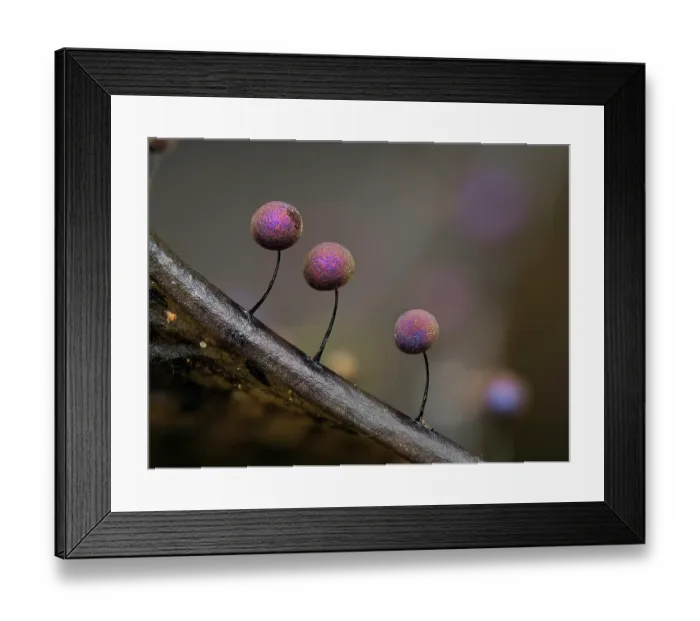 Framed Print : Slime mould (Lamproderma scintillans) three 1mm tall sporangia on edge of Holy leaf showing multi-coloured irridescent form, Buckinghamshire, England, UK. January. Focus stacked Framed Print : Slime mould (Lamproderma scintillans) three 1mm tall sporangia on edge of Holy leaf showing multi-coloured irridescent form, Buckinghamshire, England, UK. January. Focus stacked