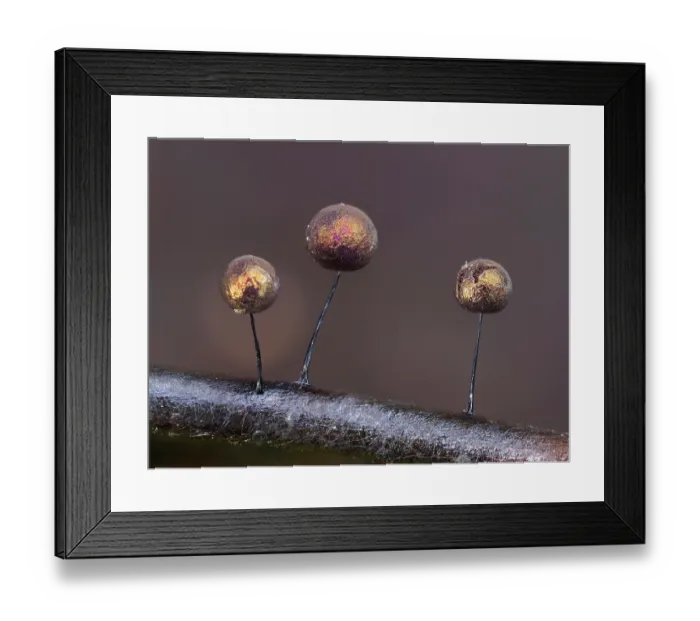 Framed Print : Slime mould (Lamproderma scintillans) three 1mm tall sporangia on edge of Holy leaf showing gold colour form, Buckinghamshire, England, UK. January. Focus stacked Framed Print : Slime mould (Lamproderma scintillans) three 1mm tall sporangia on edge of Holy leaf showing gold colour form, Buckinghamshire, England, UK. January. Focus stacked