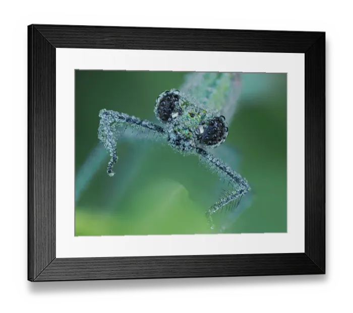 Framed Print : Banded demoiselle (Calopteryx splendens) female covered in dew at dawn, head portrait, Hertfordshire, England, UK. June. Focus stacked Framed Print : Banded demoiselle (Calopteryx splendens) female covered in dew at dawn, head portrait, Hertfordshire, England, UK. June. Focus stacked