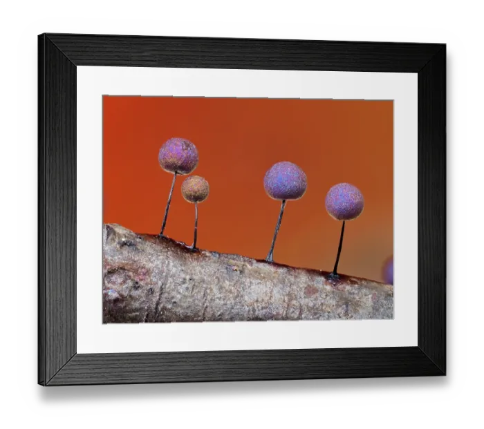 Framed Print : Slime mould (Lamproderma scintillans) sporangia showing iridescence, Buckinghamshire, England, UK. March. Focus stacked Framed Print : Slime mould (Lamproderma scintillans) sporangia showing iridescence, Buckinghamshire, England, UK. March. Focus stacked
