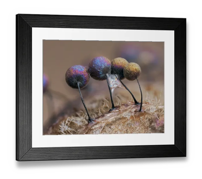 Framed Print : Slime mould (Lamproderma scintillans) group of four 1mm tall sporangia on decaying Bracken frond, Buckinghamshire, England, UK. March. Focus stacked Framed Print : Slime mould (Lamproderma scintillans) group of four 1mm tall sporangia on decaying Bracken frond, Buckinghamshire, England, UK. March. Focus stacked
