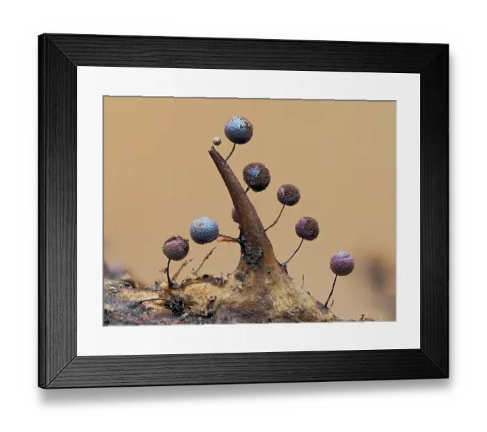 Framed Print : Slime mould (Lamproderma scintillans) maturing sporangia starting to release spores on Bramble thorn, Buckinghamshire, England, UK. March. Focus stacked Framed Print : Slime mould (Lamproderma scintillans) maturing sporangia starting to release spores on Bramble thorn, Buckinghamshire, England, UK. March. Focus stacked