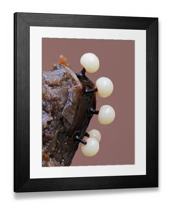 Framed Print : Slime mould (Lamproderma violaceum) newly developed sporangia still at the white stage, Buckinghamshire, England, UK. November. Focus stacked Framed Print : Slime mould (Lamproderma violaceum) newly developed sporangia still at the white stage, Buckinghamshire, England, UK. November. Focus stacked
