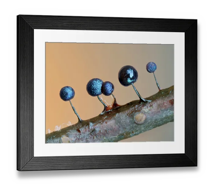 Framed Print : Slime mould (Lamproderma scintillans) sporangia on tiny twig showing peridium starting to dry and colour up, Buckinghamshire, England, UK. March. Focus stacked Framed Print : Slime mould (Lamproderma scintillans) sporangia on tiny twig showing peridium starting to dry and colour up, Buckinghamshire, England, UK. March. Focus stacked