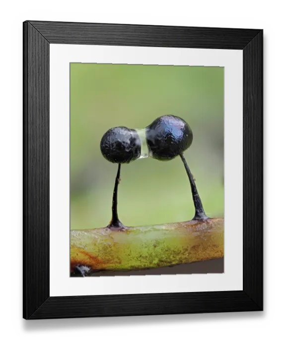 Framed Print : Slime mould (Lamproderma scintillans) two developing, wet sporangia before they change colour as they dry out, Buckinghamshire, England, UK. March. Focus stacked