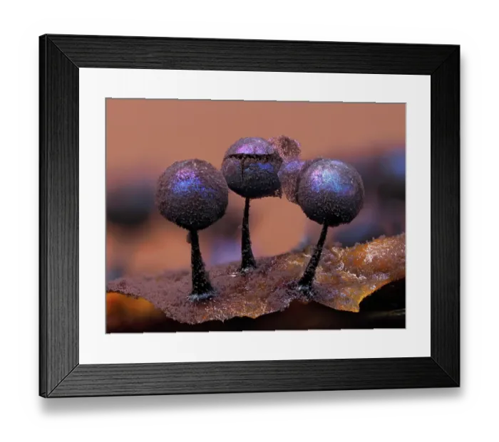 Framed Print : Slime mould (Lamproderma violaceum) three sporangia mature with peridium peeling back to reveal spores, Buckinghamshire, England, UK. December. Focus stacked Framed Print : Slime mould (Lamproderma violaceum) three sporangia mature with peridium peeling back to reveal spores, Buckinghamshire, England, UK. December. Focus stacked