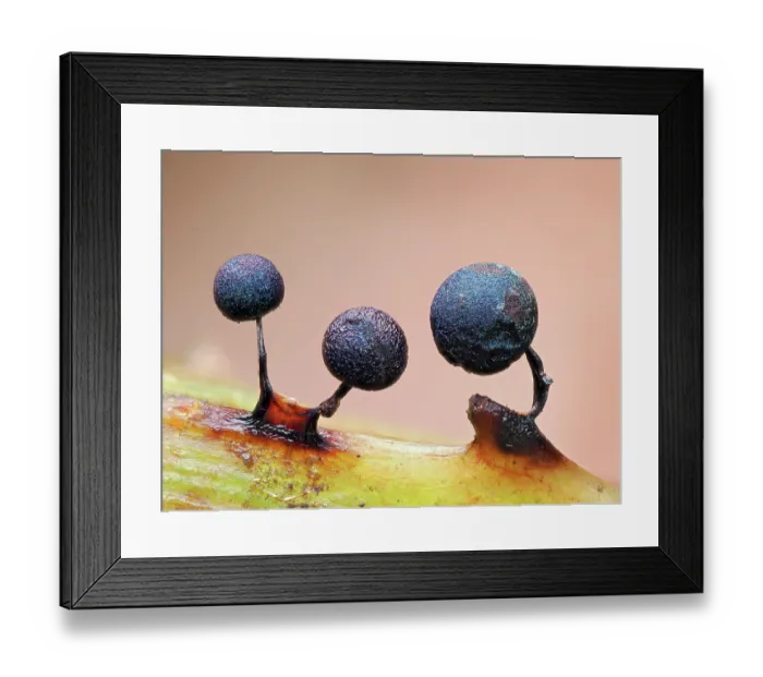 Framed Print : Slime mould (Lamproderma scintillans) three mature sporangia on Bramble stem, Buckinghamshire, England, UK. March. Focus stacked Framed Print : Slime mould (Lamproderma scintillans) three mature sporangia on Bramble stem, Buckinghamshire, England, UK. March. Focus stacked