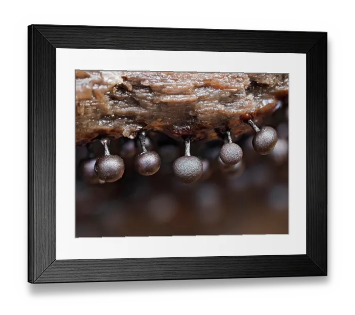 Framed Print : Slime mould (Lamproderma violaceum) sporangia metallic colour before maturing to classic violet colour, Buckinghamshire, England, UK. November. Focus stacked Framed Print : Slime mould (Lamproderma violaceum) sporangia metallic colour before maturing to classic violet colour, Buckinghamshire, England, UK. November. Focus stacked