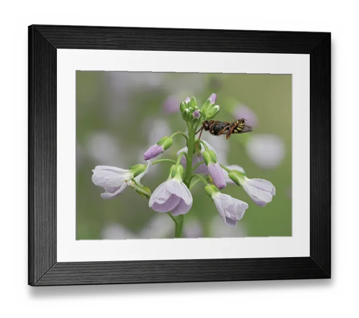 Framed Print : Cuckoo bee (Nomada goodeniana) roosting, clamped on to Cuckoo flower (Cardamine pratensis) with mandibles, Hertfordshire, England, UK. April. Focus stacked Framed Print : Cuckoo bee (Nomada goodeniana) roosting, clamped on to Cuckoo flower (Cardamine pratensis) with mandibles, Hertfordshire, England, UK. April. Focus stacked