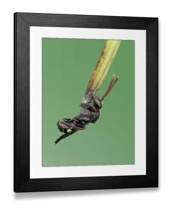 Framed Print : Cuckoo bee (Nomada ruficornis) roosting clamped on to tip of grass with mandibles, Hertfordshire, England, UK. May. Focus stacked Framed Print : Cuckoo bee (Nomada ruficornis) roosting clamped on to tip of grass with mandibles, Hertfordshire, England, UK. May. Focus stacked
