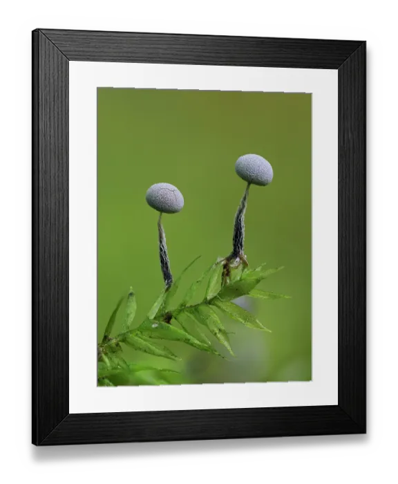 Framed Print : Slime mould (Physarum album) two sporangia developing on moss, the left one has begun to crack open to release it's spores, Buckinghamshire, England, UK. September. Focus stacked