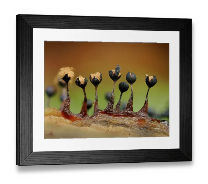 Framed Print : Slime mould (Metatrichia floriformis) line of mature sporangia showing open, petal lkie, peridium with capilitium and spores, Buckinghamshire, England, UK. September Framed Print : Slime mould (Metatrichia floriformis) line of mature sporangia showing open, petal lkie, peridium with capilitium and spores, Buckinghamshire, England, UK. September