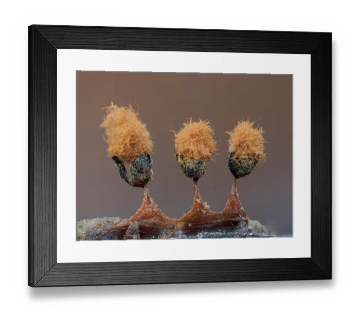 Framed Print : Slime mould (Metatrichia floriformis) three mature sporangia releasing spores, Buckinghamshire, England, UK. March. Focus stacked Framed Print : Slime mould (Metatrichia floriformis) three mature sporangia releasing spores, Buckinghamshire, England, UK. March. Focus stacked