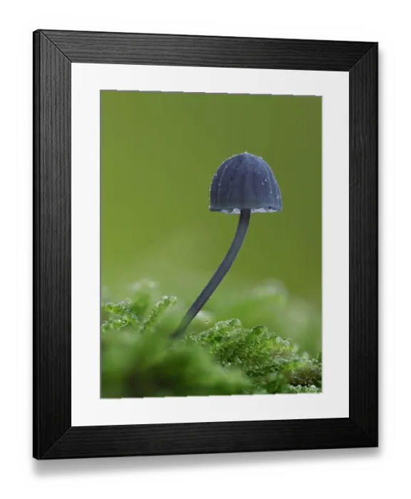 Framed Print : Bonnet fungus (Mycena pseudocorticola) saprobic fungus growing on mossy tree branch, Buckinghamshire, England, UK. October. Focus stacked Framed Print : Bonnet fungus (Mycena pseudocorticola) saprobic fungus growing on mossy tree branch, Buckinghamshire, England, UK. October. Focus stacked