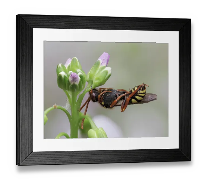 Framed Print : Cuckoo bee (Nomada goodeniana) roosting, clamped on to Cuckoo flower (Cardamine pratensis) with mandibles, Hertfordshire, England, UK. April. Focus stacked Framed Print : Cuckoo bee (Nomada goodeniana) roosting, clamped on to Cuckoo flower (Cardamine pratensis) with mandibles, Hertfordshire, England, UK. April. Focus stacked