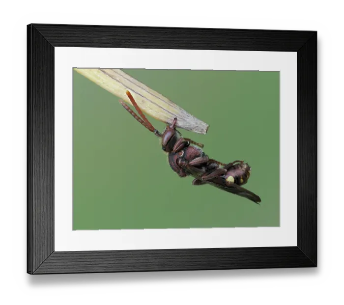 Framed Print : Cuckoo bee (Nomada ruficornis) roosting clamped on to tip of grass with mandibles, Hertfordshire, England, UK. May. Focus stacked Framed Print : Cuckoo bee (Nomada ruficornis) roosting clamped on to tip of grass with mandibles, Hertfordshire, England, UK. May. Focus stacked