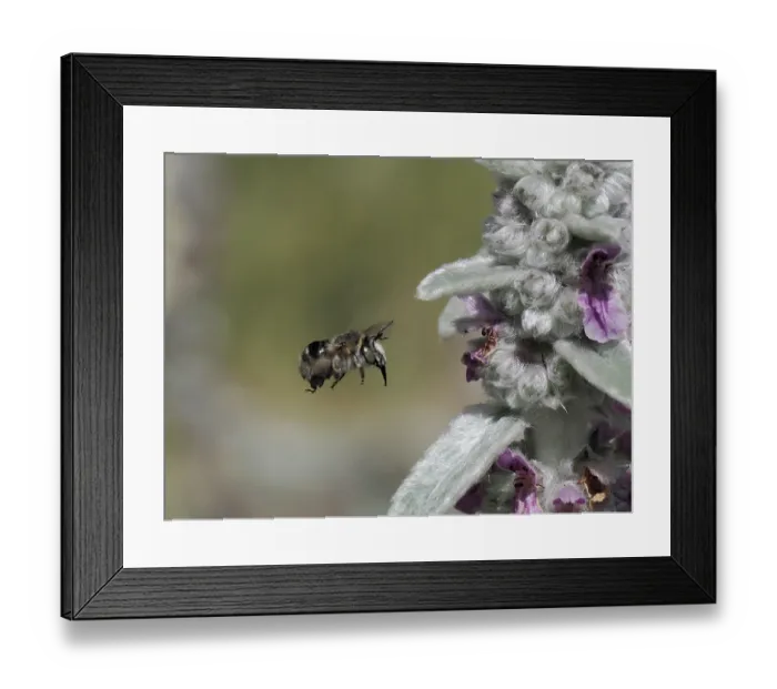 Framed Print : Four-banded flower bee (Anthophora quadrimaculata) female, flying towards flower to collect pollen, London, England, UK. June Framed Print : Four-banded flower bee (Anthophora quadrimaculata) female, flying towards flower to collect pollen, London, England, UK. June