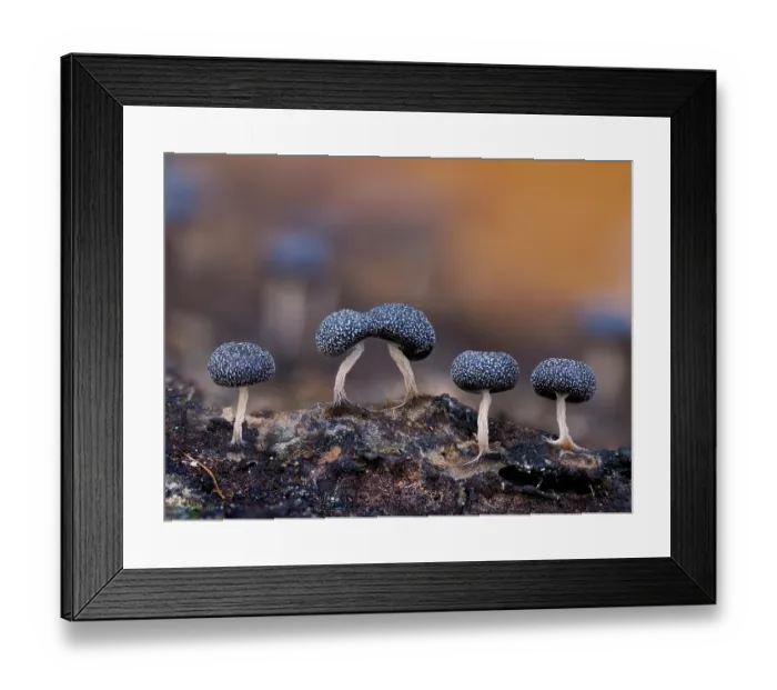 Framed Print : Slime mould (Physarum album) line of sporangia recently matured and dark coloured, Buckinghamshire, England, UK. November. Focus stacked Framed Print : Slime mould (Physarum album) line of sporangia recently matured and dark coloured, Buckinghamshire, England, UK. November. Focus stacked