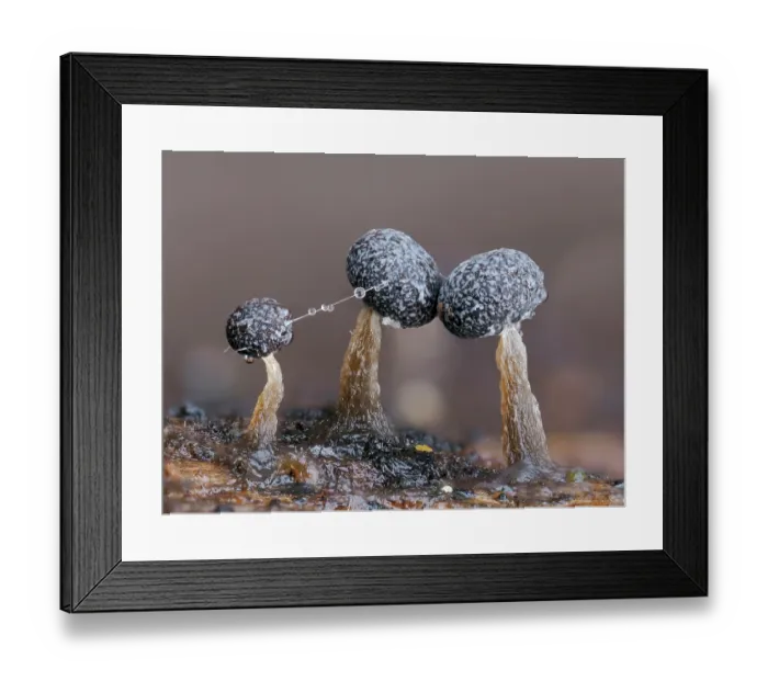 Framed Print : Slime mould (Physarum album) three sporangia after rain with tiny web connecting them, Buckinghamshire, England, UK. January. Focus stacked Framed Print : Slime mould (Physarum album) three sporangia after rain with tiny web connecting them, Buckinghamshire, England, UK. January. Focus stacked