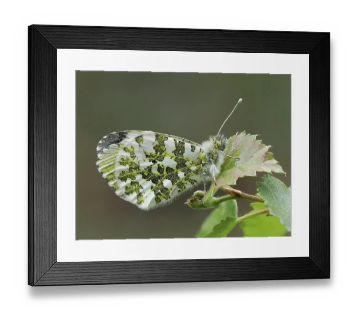 Framed Print : Orange tip butterfly (Anthocharis cardamines) female resting on a leaf, Buckinghamshire, England, UK. April. Focus stacked Framed Print : Orange tip butterfly (Anthocharis cardamines) female resting on a leaf, Buckinghamshire, England, UK. April. Focus stacked