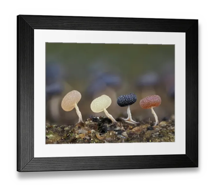 Framed Print : Slime mould (Physarum album) line of developing sporangia, changing colour as they develop, Buckinghamshire, England, UK. November. Focus stacked