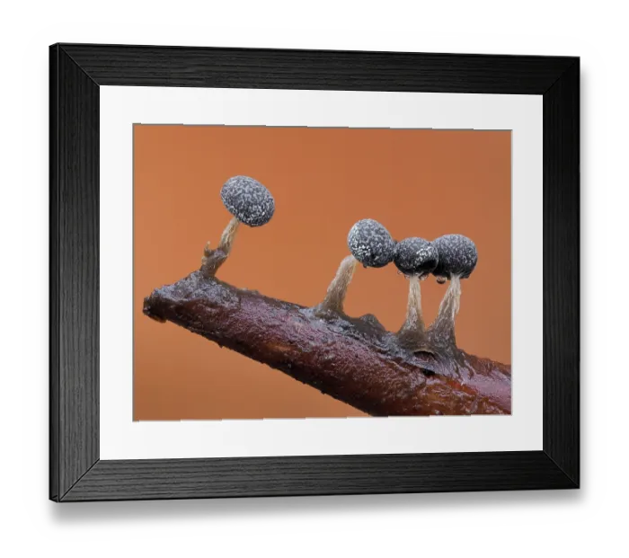 Framed Print : Slime mould (Physarum album) line of mature sporangia after rain, Buckinghamshire, England, UK. January. Focus stacked Framed Print : Slime mould (Physarum album) line of mature sporangia after rain, Buckinghamshire, England, UK. January. Focus stacked