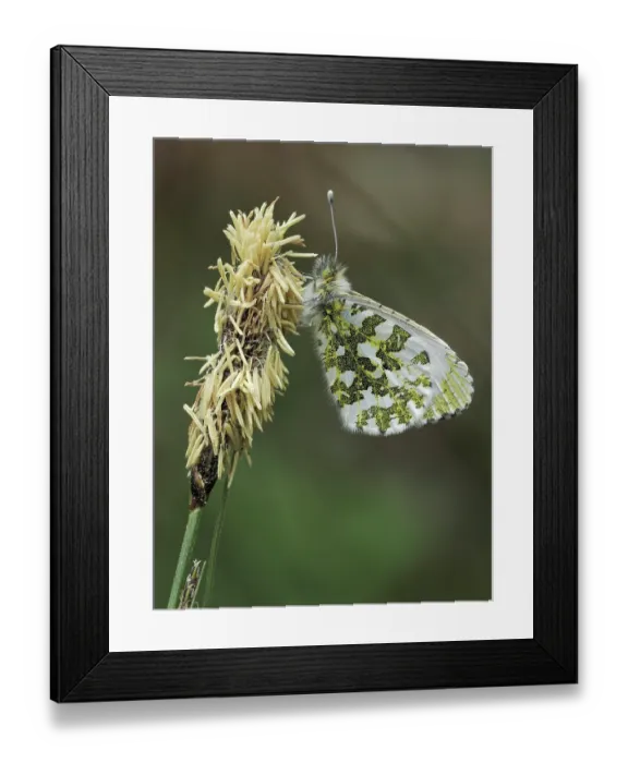 Framed Print : Orange tip butterfly (Anthocharis cardamines) female resting on Sedge flowers, Buckinghamshire, England, UK. April. Focus stacked Framed Print : Orange tip butterfly (Anthocharis cardamines) female resting on Sedge flowers, Buckinghamshire, England, UK. April. Focus stacked