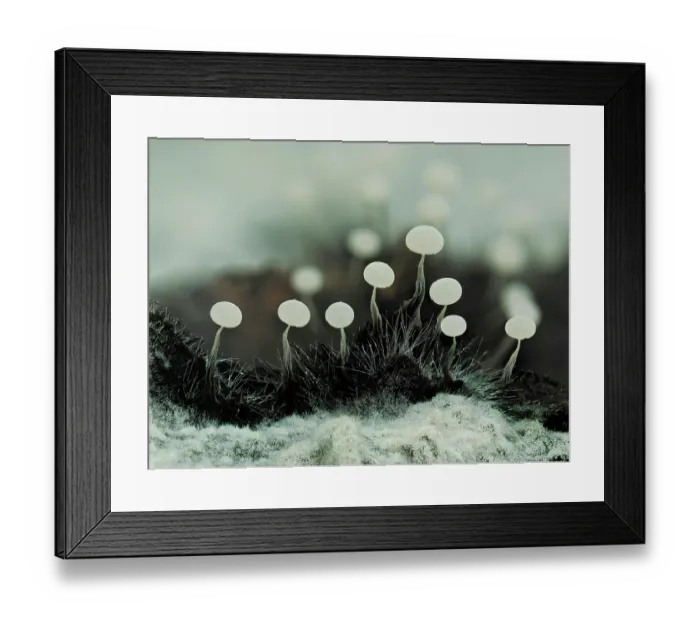 Framed Print : Slime mould (Physarum album) newly developed sporangia, Buckinghamshire, England, UK. September. Focus stacked Framed Print : Slime mould (Physarum album) newly developed sporangia, Buckinghamshire, England, UK. September. Focus stacked
