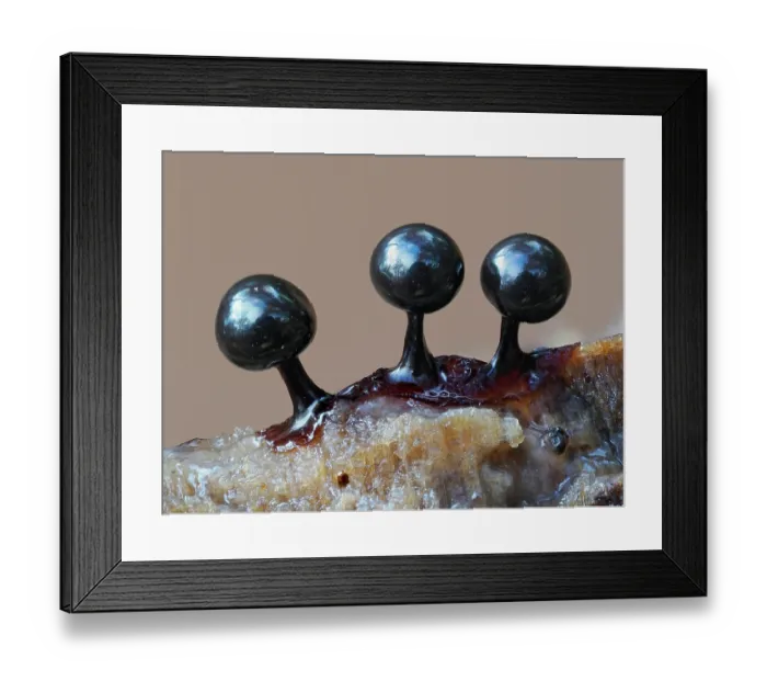 Framed Print : Slime mould (Lamproderma violaceum) three immature sporangia, Buckinghamshire, England, UK. December. Focus stacked Framed Print : Slime mould (Lamproderma violaceum) three immature sporangia, Buckinghamshire, England, UK. December. Focus stacked