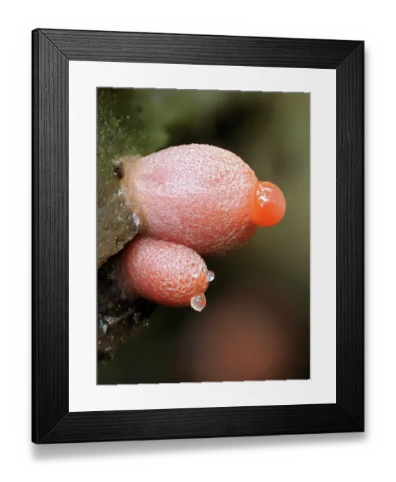 Framed Print : Slime mould (Lycogala conicum) two sporangia showing guttation, Buckinghamshire, England, UK. June. Focus stacked Framed Print : Slime mould (Lycogala conicum) two sporangia showing guttation, Buckinghamshire, England, UK. June. Focus stacked