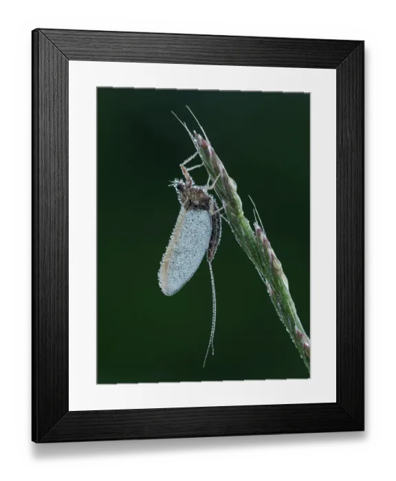 Framed Print : Pond olive mayfly (Cloeon dipterum) roosting at dawn covered in dew, Hertfordshire, England, UK. June. Focus stacked Framed Print : Pond olive mayfly (Cloeon dipterum) roosting at dawn covered in dew, Hertfordshire, England, UK. June. Focus stacked
