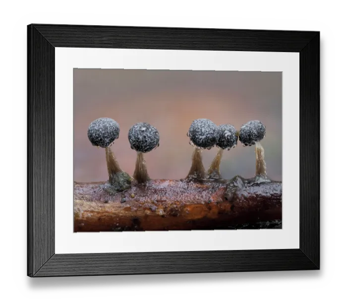 Framed Print : RF - Slime mould (Physarum album) line of mature sporangia after rain, Buckinghamshire, England, UK. January Framed Print : RF - Slime mould (Physarum album) line of mature sporangia after rain, Buckinghamshire, England, UK. January