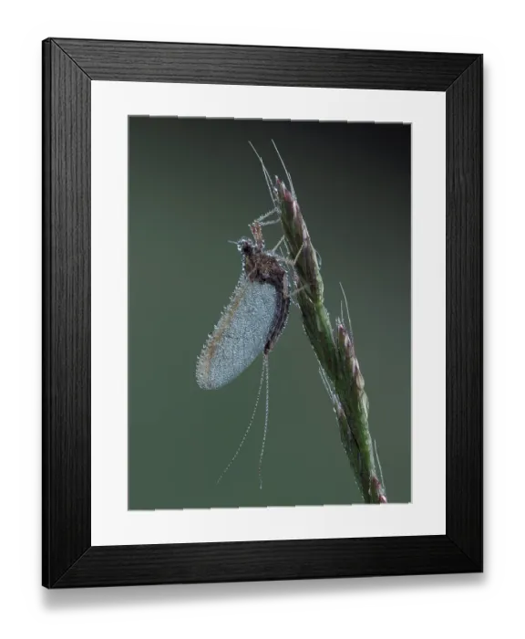 Framed Print : Pond olive mayfly (Cloeon dipterum) roosting at dawn covered in dew, Hertfordshire, England, UK. June. Focus stacked Framed Print : Pond olive mayfly (Cloeon dipterum) roosting at dawn covered in dew, Hertfordshire, England, UK. June. Focus stacked