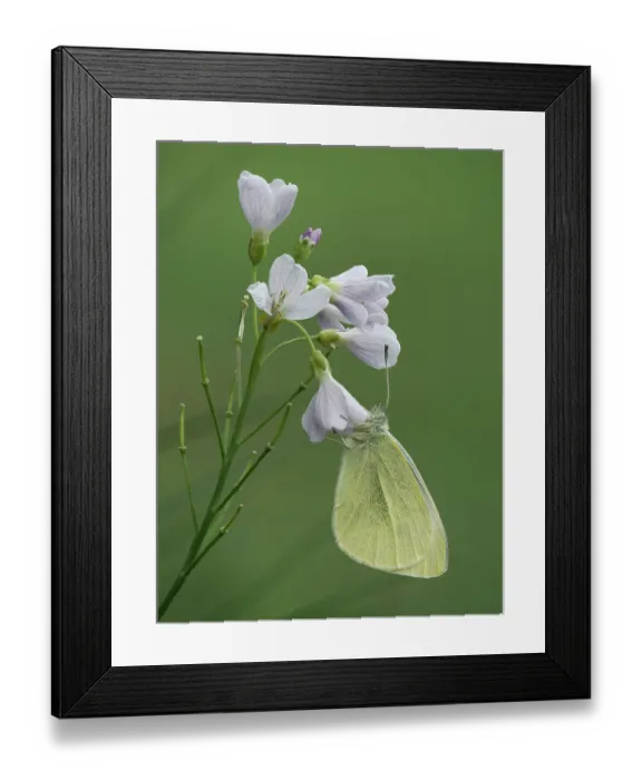 Framed Print : Small white butterfly (Pieris rapae) roosting on Cuckoo flower (Cardamine pratensis) Hertfordshire, England, UK. April. Focus stacked Framed Print : Small white butterfly (Pieris rapae) roosting on Cuckoo flower (Cardamine pratensis) Hertfordshire, England, UK. April. Focus stacked