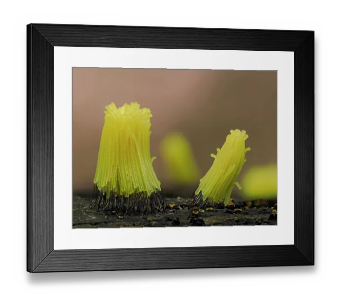 Framed Print : Slime mould (Stemonitis sp.) newly developed bright yellow specimens, Buckinghamshire, England, UK. September. Focus stacked