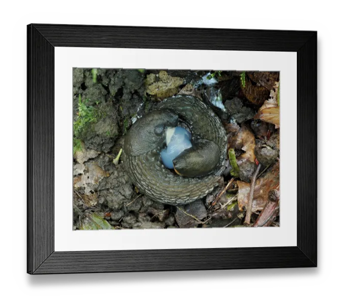 Framed Print : Spanish slugs (Arion vulgaris) mating pair, Hertfordshire, England, UK. September