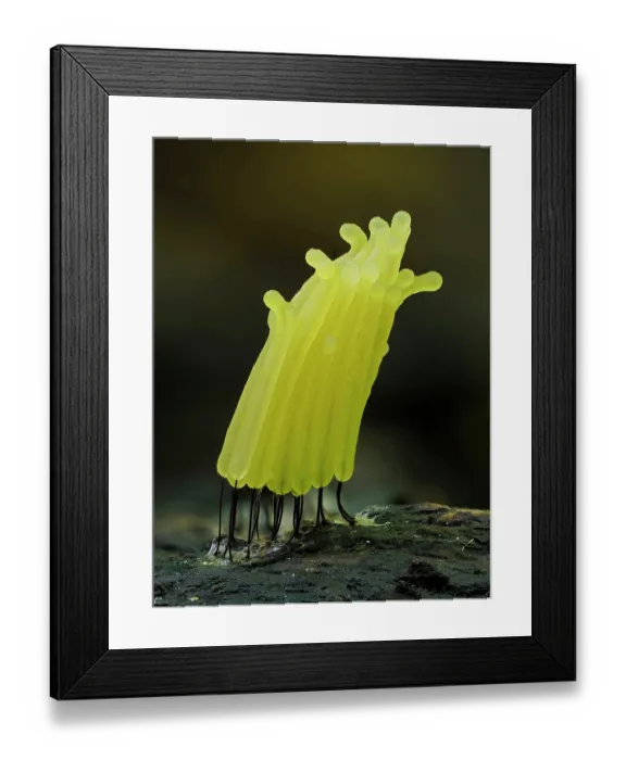 Framed Print : Slime mould (Stemonitis sp.) newly developed bright yellow specimen, Buckinghamshire, England, UK. September. Focus stacked Framed Print : Slime mould (Stemonitis sp.) newly developed bright yellow specimen, Buckinghamshire, England, UK. September. Focus stacked