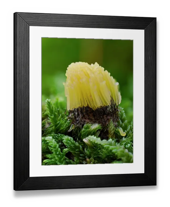 Framed Print : Slime mould (Stemonitis virginiensis) newly developed and bright yellow, Buckinghamshire, England, UK. October. Focus stacked Framed Print : Slime mould (Stemonitis virginiensis) newly developed and bright yellow, Buckinghamshire, England, UK. October. Focus stacked