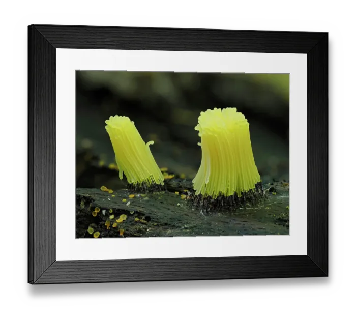 Framed Print : Slime mould (Stemonitis sp.) newly developed bright yellow specimens, Buckinghamshire, England, UK. September. Focus stacked Framed Print : Slime mould (Stemonitis sp.) newly developed bright yellow specimens, Buckinghamshire, England, UK. September. Focus stacked