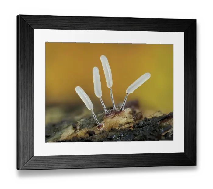 Framed Print : Slime mould (Stemonitopsis typhina) newly developed sporangia, Buckinghamshire, England, UK. October. Focus stacked Framed Print : Slime mould (Stemonitopsis typhina) newly developed sporangia, Buckinghamshire, England, UK. October. Focus stacked