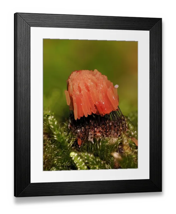 Framed Print : Slime mould (Stemonitis virginiensis) starting to mature and change to orange, Buckinghamshire, England, UK. October. Focus stacked. Sequence 1 of 3