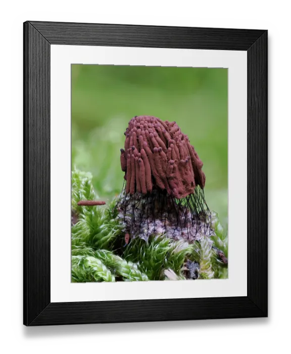 Framed Print : Slime mould (Stemonitis virginiensis) fully mature and dried out, ready to release spores, Buckinghamshire, England, UK. October. Focus stacked. Sequence 3 of 3 Framed Print : Slime mould (Stemonitis virginiensis) fully mature and dried out, ready to release spores, Buckinghamshire, England, UK. October. Focus stacked. Sequence 3 of 3