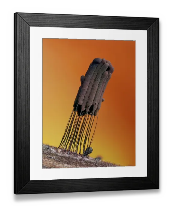 Framed Print : Slime mould (Stemonitis fusca) mature sporangia ready to release spores, Buckinghamshire, England, UK. October. Focus stacked Framed Print : Slime mould (Stemonitis fusca) mature sporangia ready to release spores, Buckinghamshire, England, UK. October. Focus stacked
