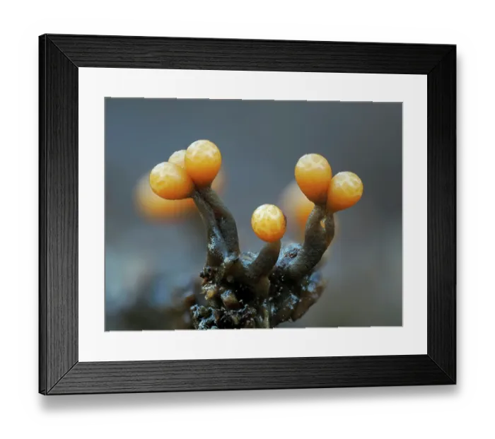 Framed Print : Slime mould (Trichia ambigua) newly developed sporangia on rotting Beech wood, Buckinghamshire, England, UK. December. Focus stacked Framed Print : Slime mould (Trichia ambigua) newly developed sporangia on rotting Beech wood, Buckinghamshire, England, UK. December. Focus stacked