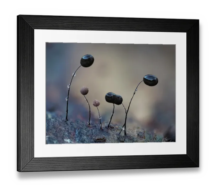 Framed Print : Slime mould (Comatrichia alta) mature group with some starting to produce spores, Buckinghamshire, England, UK. October. Focus stacked Framed Print : Slime mould (Comatrichia alta) mature group with some starting to produce spores, Buckinghamshire, England, UK. October. Focus stacked