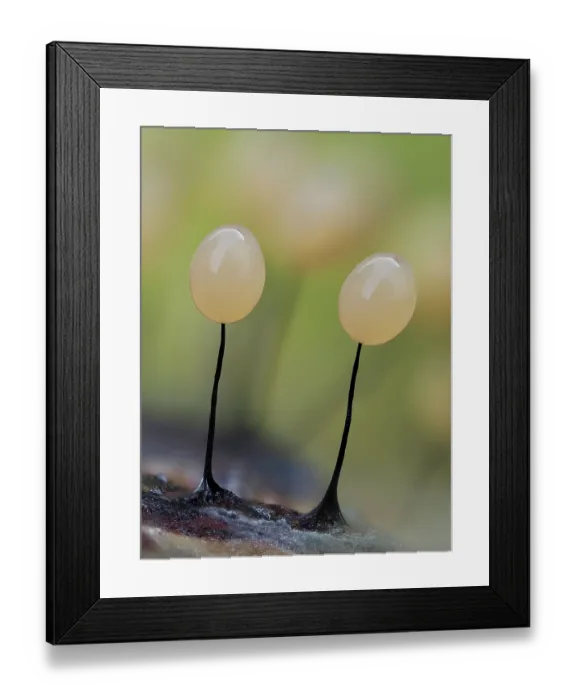 Framed Print : Slime mould (Comatrichia alta) immature sporangia, Buckinghamshire, England, UK. October. Focus stacked Framed Print : Slime mould (Comatrichia alta) immature sporangia, Buckinghamshire, England, UK. October. Focus stacked