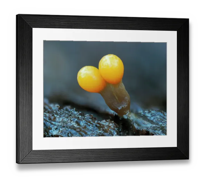Framed Print : Slime mould (Trichia ambigua) newly developed sporangia on rotting Beech wood, Buckinghamshire, England, UK. December. Focus stacked